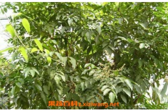 黄皮果叶洗澡的好处 黄皮叶洗澡有什么用