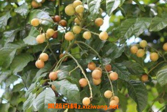 黄皮果叶洗澡的好处 黄皮叶洗澡有什么用