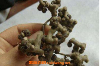 鸡爪梨泡酒有什么功效 鸡瓜梨泡酒的功效与作用