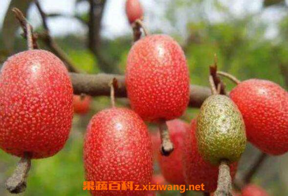 羊奶果怎么吃 羊奶果的功效与作用