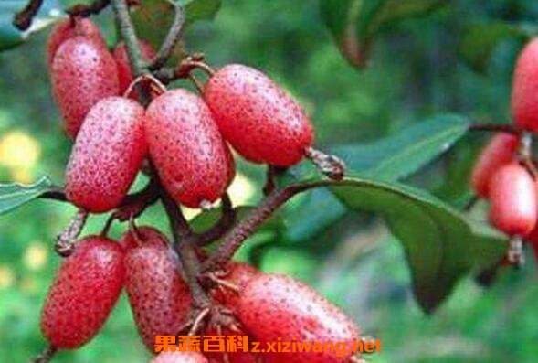 羊奶果怎么吃 羊奶果的功效与作用