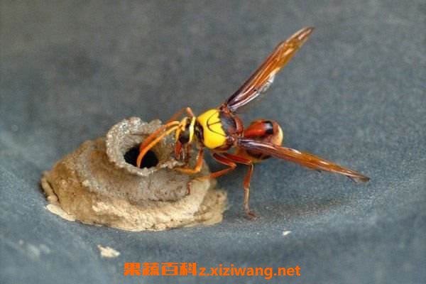 黄蜂泡酒