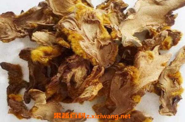 金毛狗脊的功效与作用及药用价值