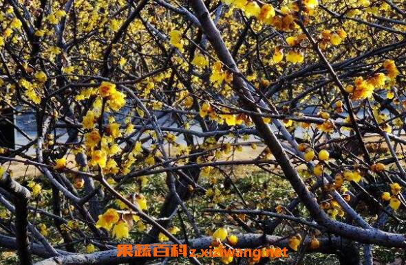 山腊梅根的功效与作用