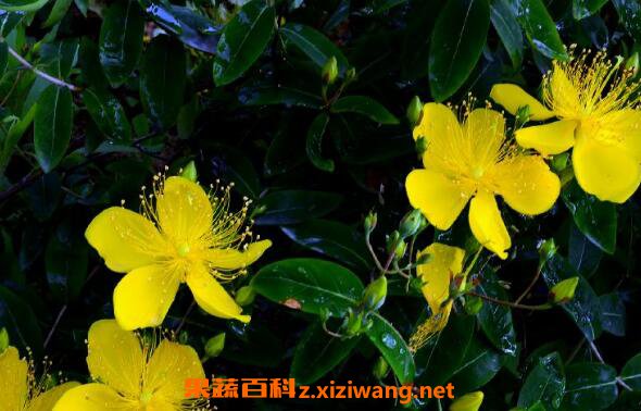 金丝梅的功效与作用及药用价值