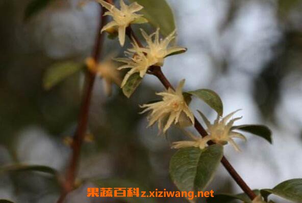 岩马桑的功效与作用