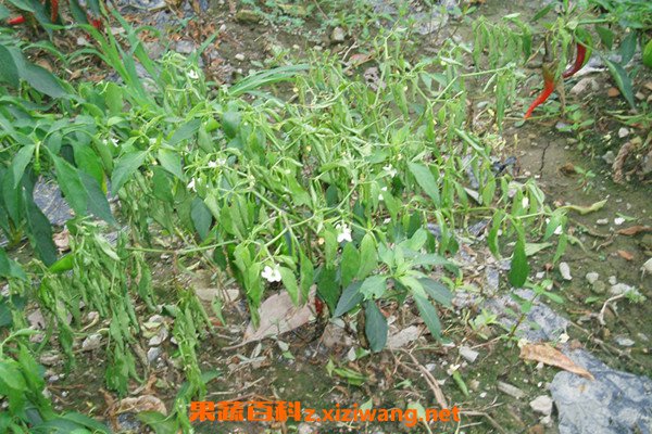 山辣椒根
