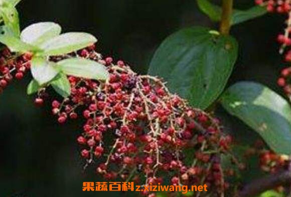 岩马桑泡酒的功效与作用