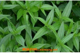 糯米藤的功效与作用 糯米藤的药用功效