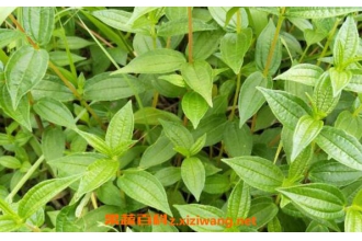 糯米藤根的功效和作用 糯米藤根的药用价值