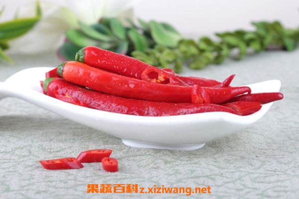 美人椒