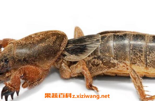 蝼蛄的功效与作用