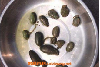 野猪胆的功效与作用及药用价值