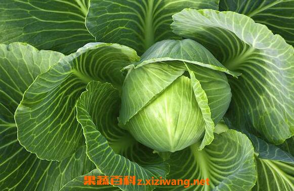甘蓝菜的功效与作用 甘蓝菜的营养价值