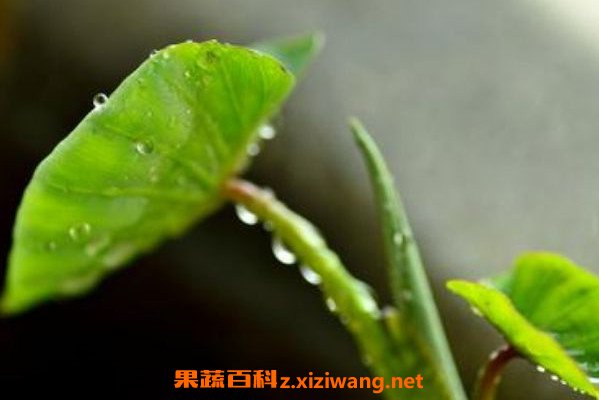 芋头芽