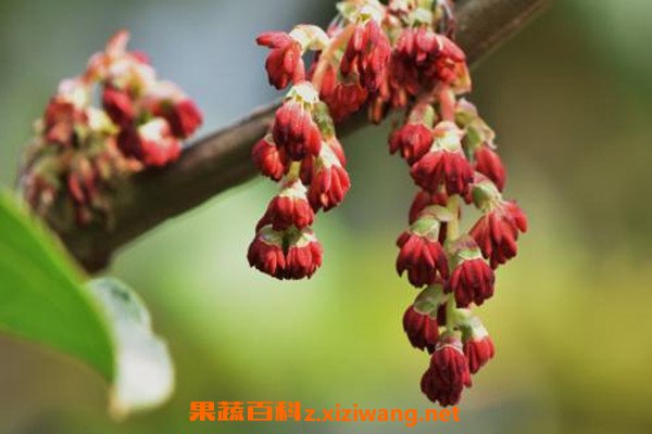 马桑酒