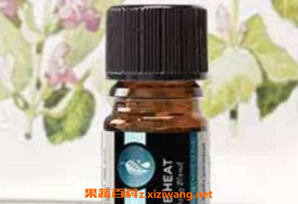 冬青精油的功效与作用