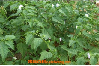 五皮风的功效与作用 五皮风的药用价值有哪些