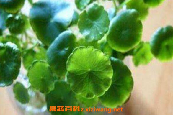 马蹄草的功效与作用