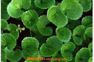 赖子草的功效与作用 赖子草的药用价值