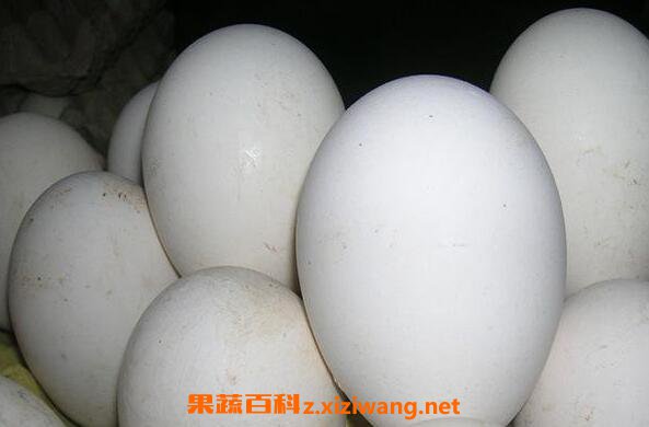 女性长期吃鹅蛋的好处 鹅蛋不能和什么一起吃