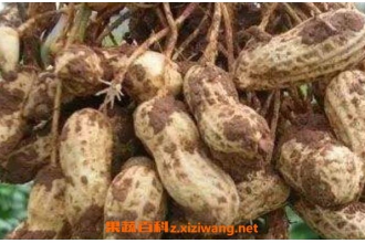 花生根的功效与作用 花生根的药用价值