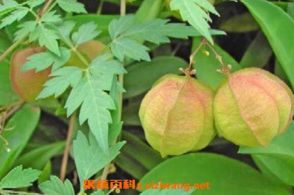 假苦瓜的功效与作用