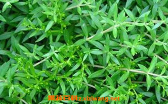 三角泡草的功效与作用及药用价值