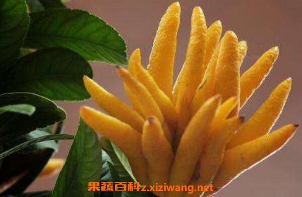佛手柑的功效与作用 吃佛手柑有什么好处