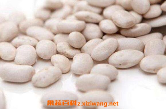 白芸豆的副作用和禁忌