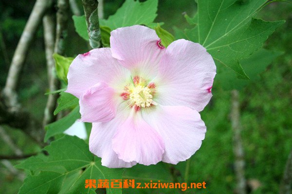 芙蓉