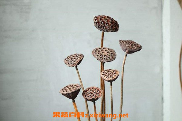 干莲蓬