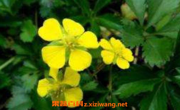 五皮风的功效与作用 五皮风的药用价值