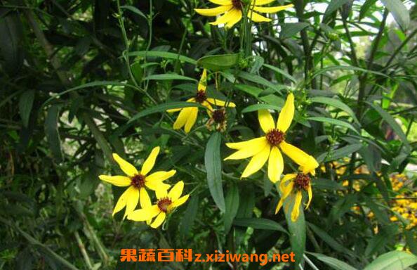 野黄花根怎么熬水 黄花熬水的功效与作用