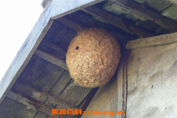 马蜂窝