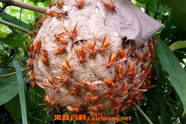 马蜂窝