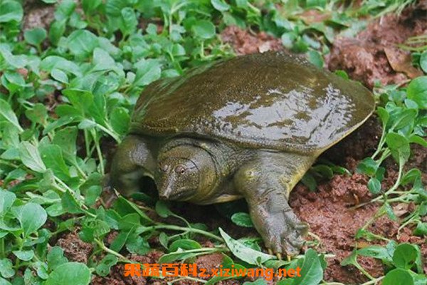 野生甲鱼