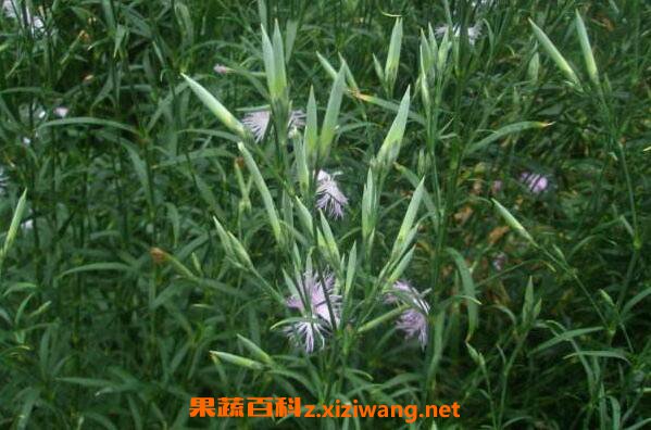 瞿麦的功效与作用 瞿麦的食用方法和食用禁忌