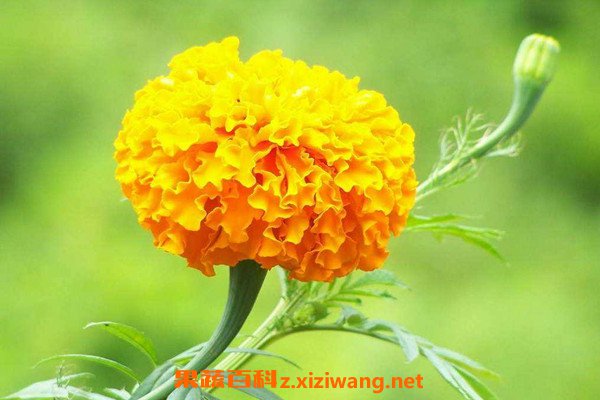 万寿菊