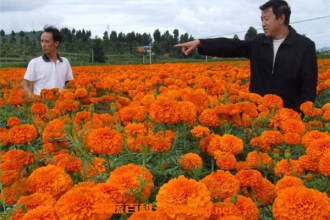 万寿菊和金盏菊的区别
