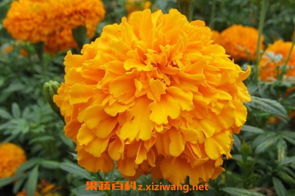 孔雀草