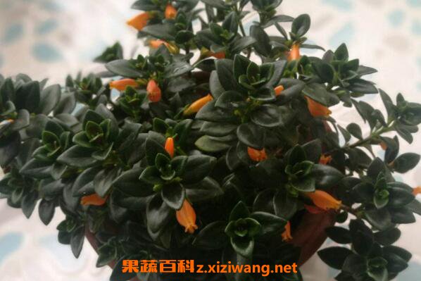 金鱼吊兰的功效与作用