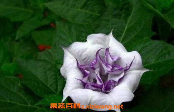 曼特罗的功效与作用