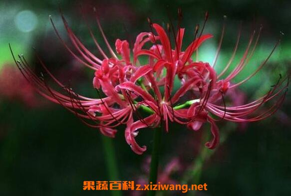 曼特罗的功效与作用