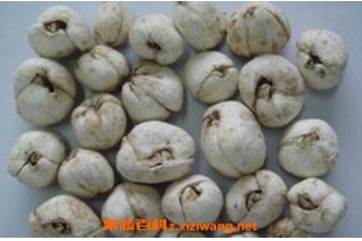 伊贝母和川贝母的区别 贝母的功效与作用