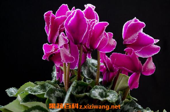 仙客来的药用价值 仙客来的副作用