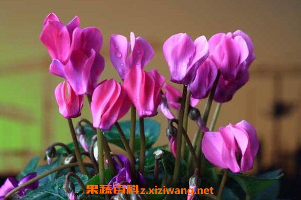 仙客来的药用价值 仙客来的副作用