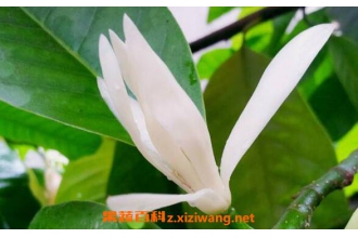 白兰花的功效与作用 白兰花的副作用