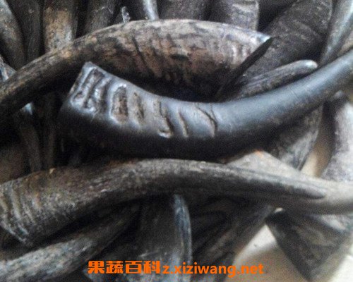 水牛角粉