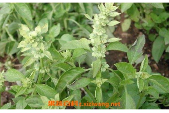 金不换茶叶的功效与作用 喝金不换茶叶的好处